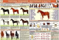 Комплект плакатов "Служебное коневодство" - «globural.ru» - Будённовск