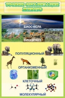 Стенд "Уровни организации живого" - «globural.ru» - Будённовск