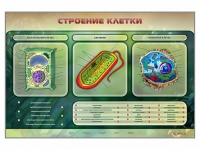 Электрифицированный стенд "Строение клетки" с маркерными полями - «globural.ru» - Будённовск