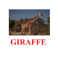 "Wild Animals-1" ("Дикие животные-1") английские карточки Домана - «globural.ru» - Будённовск