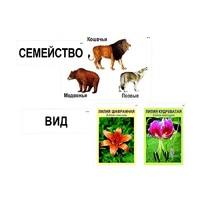 Модель-аппликация "Классификация растений и животных" (ламинированная) - «globural.ru» - Будённовск