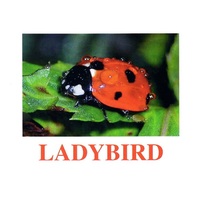 "Insects" ("Насекомые") английские карточки Домана - «globural.ru» - Будённовск