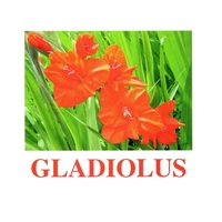 "Flowers-1" ("Цветы-1") английские карточки Домана - «globural.ru» - Будённовск