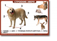 Ознакомление с окружающим миром. 1-4 класс. Комплект таблиц. Наглядные пособия для начальной школы, учебные пособия - «globural.ru» - Будённовск