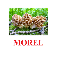 "Mushrooms" ("Грибы") английские карточки Домана - «globural.ru» - Будённовск