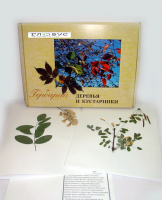 Гербарий Деревья и кустарники (20 видов) - «globural.ru» - Будённовск