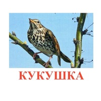 Карточки Домана "Птицы-3" - «globural.ru» - Будённовск