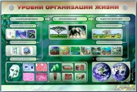 Электрифицированный стенд "Уровни организации жизни" - «globural.ru» - Будённовск