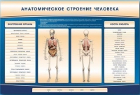 Электрифицированный стенд-тренажер c макетом скелета "Анатомическое строение человека" - «globural.ru» - Будённовск