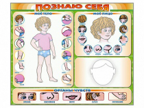 Стенд маркерный "Познаю себя" (тело, голова, органы чувств) - «globural.ru» - Будённовск
