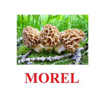 "Mushrooms" ("Грибы") английские карточки Домана - «globural.ru» - Будённовск