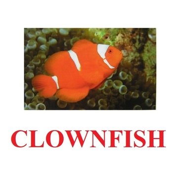 "Fish" ("Рыбы") английские карточки Домана - «globural.ru» - Будённовск